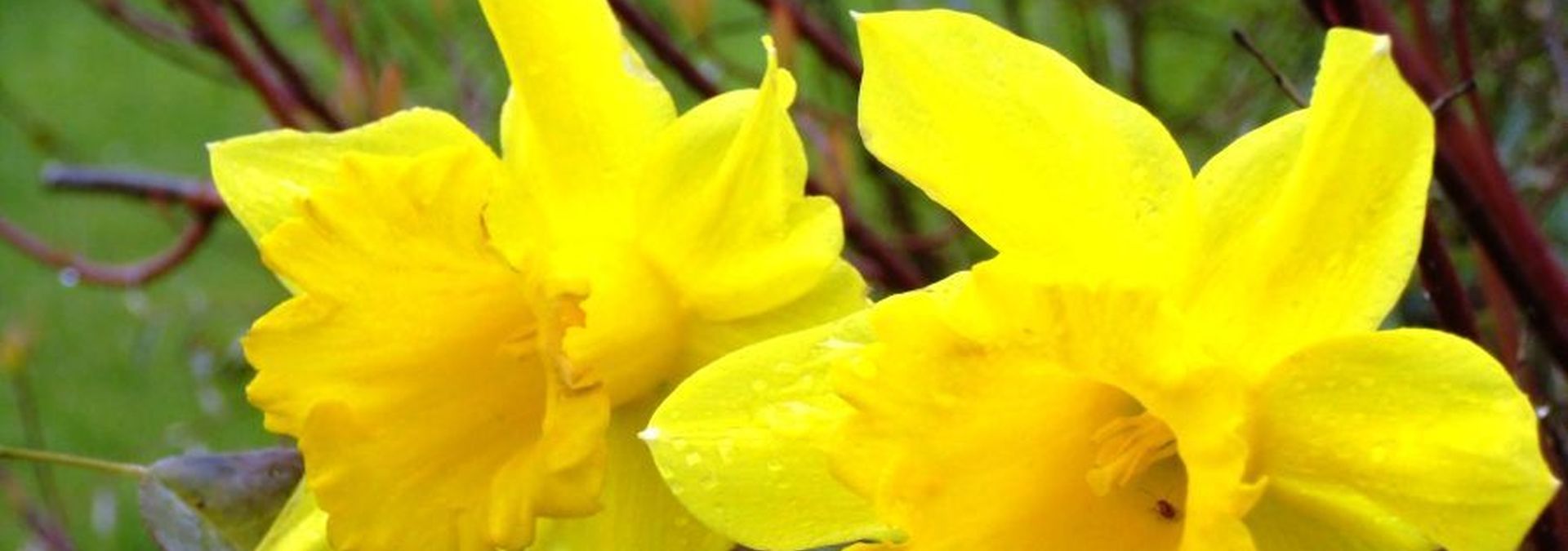 Wechselbild der Gemeinde
